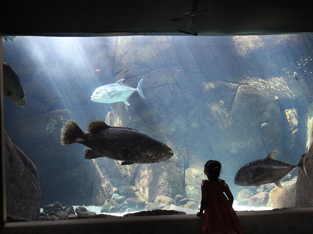 魚と海底の大地