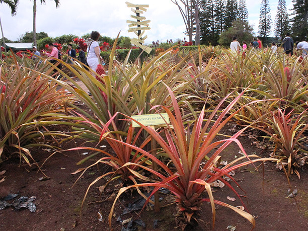 パイナップルが植えられている園内