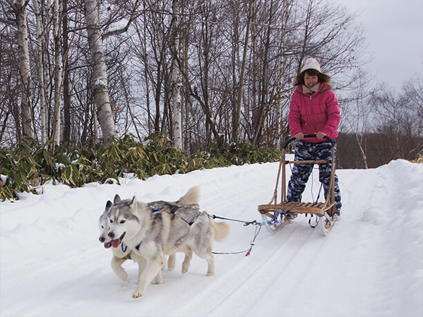 憧れの犬ぞり体験ができる 冬のノースサファリサッポロ Jtrip Smart Magazine 北海道