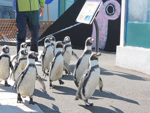 ペンギン