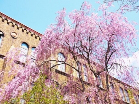 キャンパス内の桜