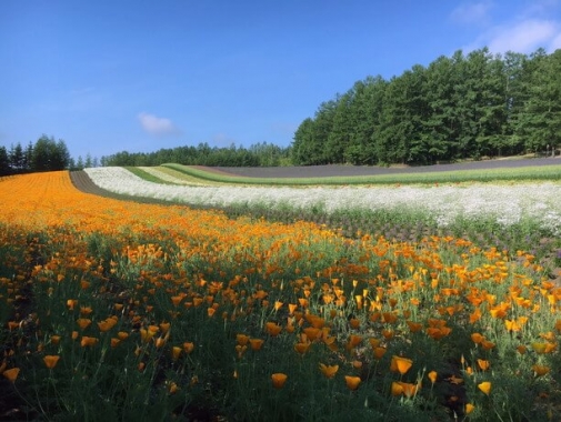 一面の花畑