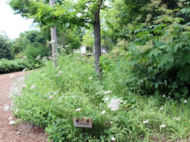 六花亭の包装紙に描かれた愛らしい山野草が咲く六花の森 Jtrip Smart Magazine 北海道