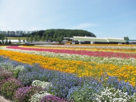 色とりどりの花々