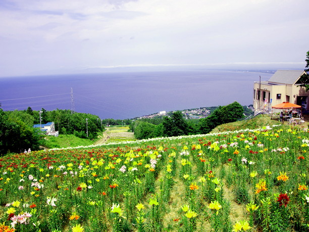 213万輪の ゆり を満喫 小樽 オーンズ春香山ゆり園 Jtrip Smart Magazine 北海道