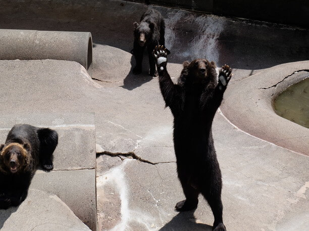 おねだり姿が愛らしい！昭和新山熊牧場のヒグマたち | JTRIP Smart