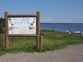 渡り鳥が湖で過ごしているウトナイ湖