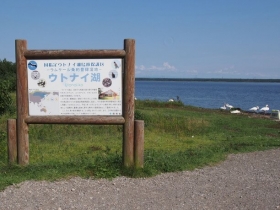 渡り鳥が湖で過ごしているウトナイ湖