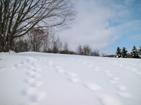 新雪についた足跡