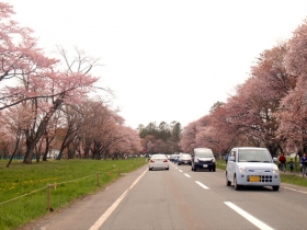 道沿いの満開の桜