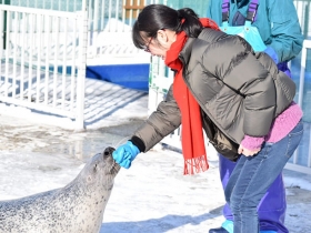 アザラシとのふれあい