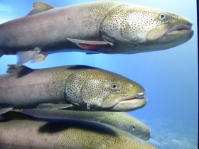 日本最大級の淡水魚・イトウ