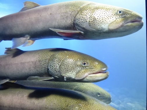 日本最大級の淡水魚・イトウ