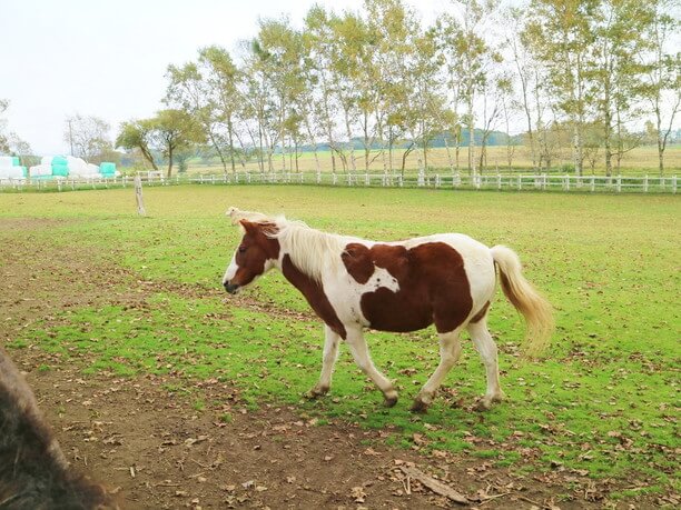 かわいい子馬