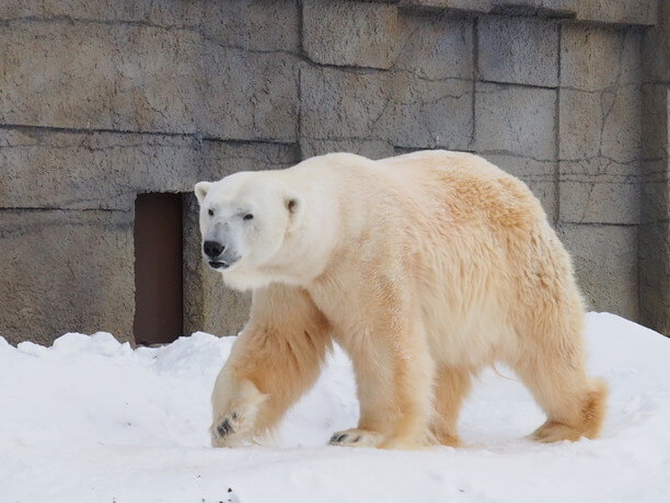 ホッキョクグマのデナリ