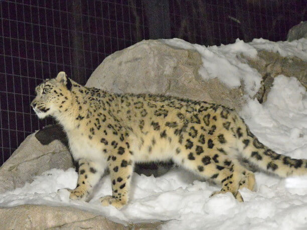 夜行性のユキヒョウな