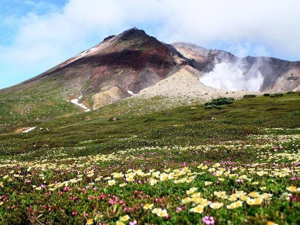 旭岳と高山植物