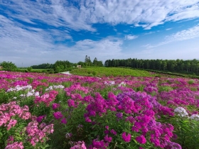 見渡す限りピンク色のフロックスの花