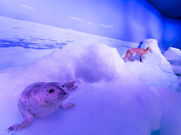 流氷の上にはかわいいキタキツネやアザラシ