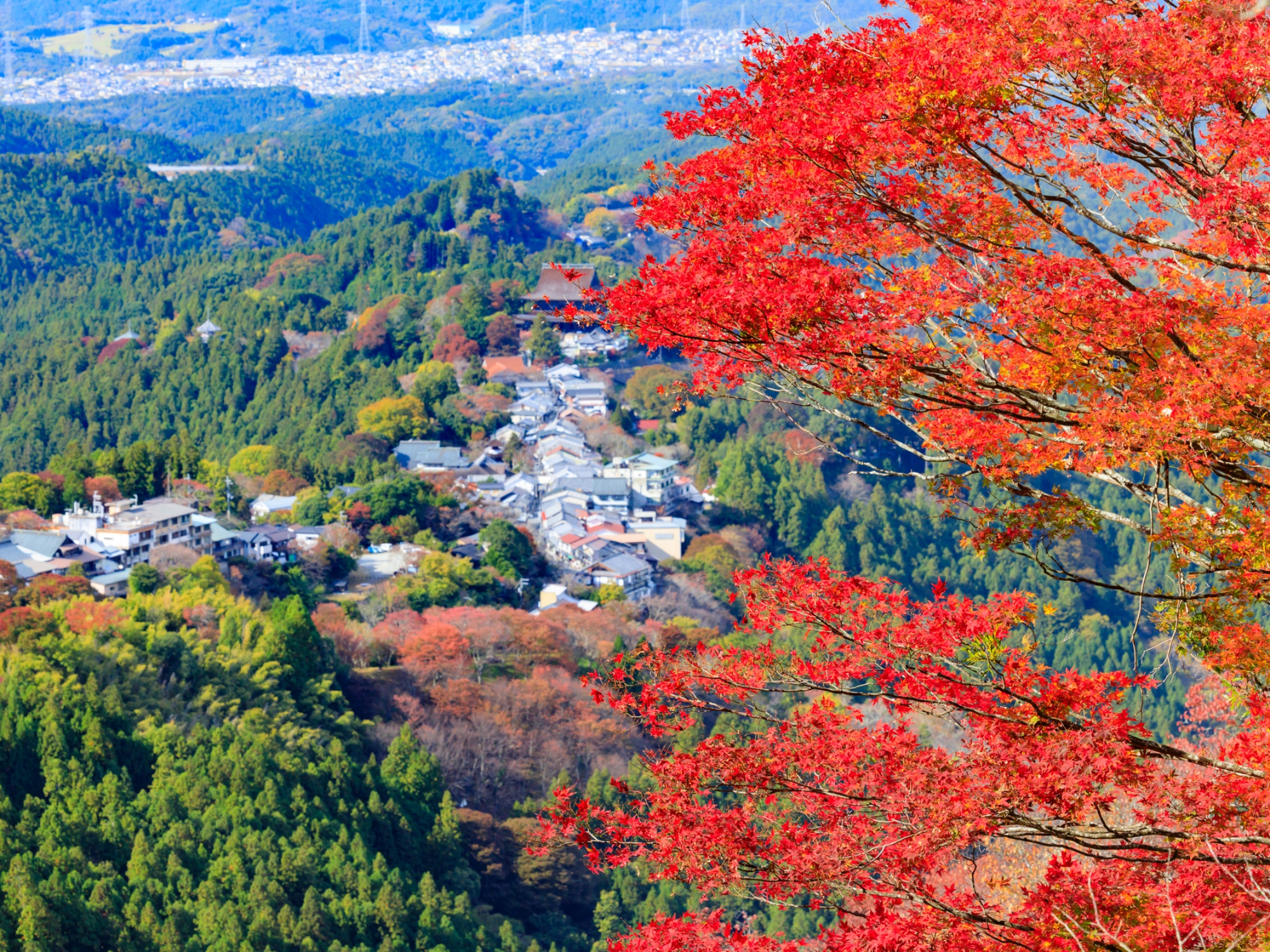 吉野の紅葉