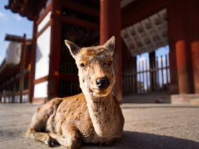 奈良の鹿