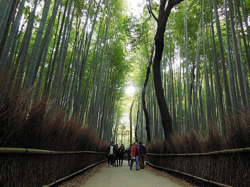 嵯峨野竹林中