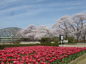 春の桜とチューリップ