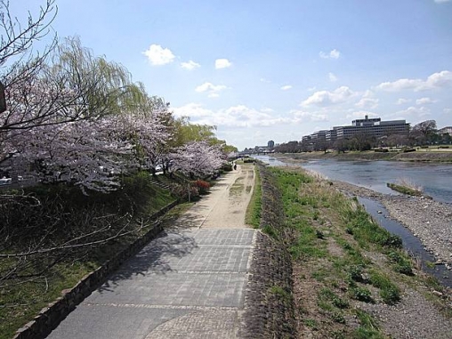 河沿いに桜