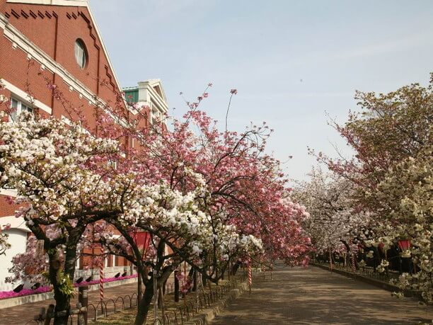 桜の通り抜け