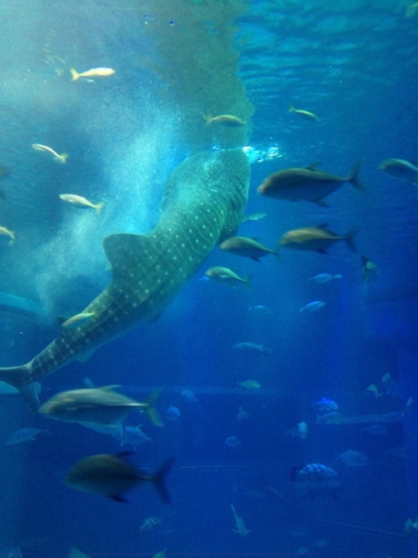 海遊館のジンベエザメ