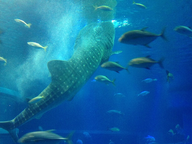 お笑い 水族館 博物館 家族でワクワク 大阪観光９選 J Trip Smart Magazine 関西