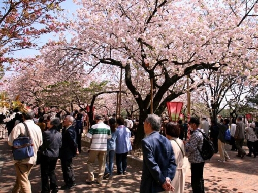 桜の通り抜け