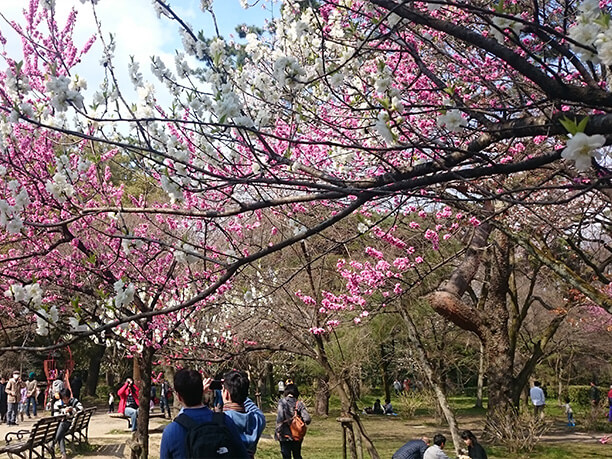 春の京都御苑