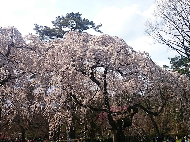 枝垂桜