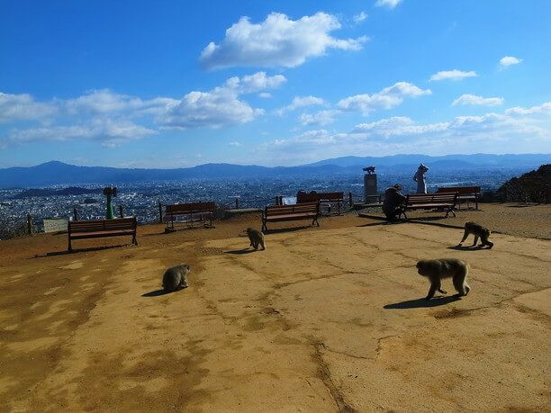 嵐山モンキーパークいわたやま