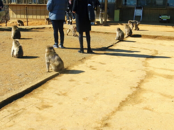 近くで見れるお猿さん