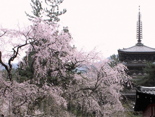 素晴らしい桜