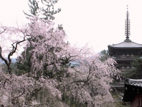 醍醐寺桜