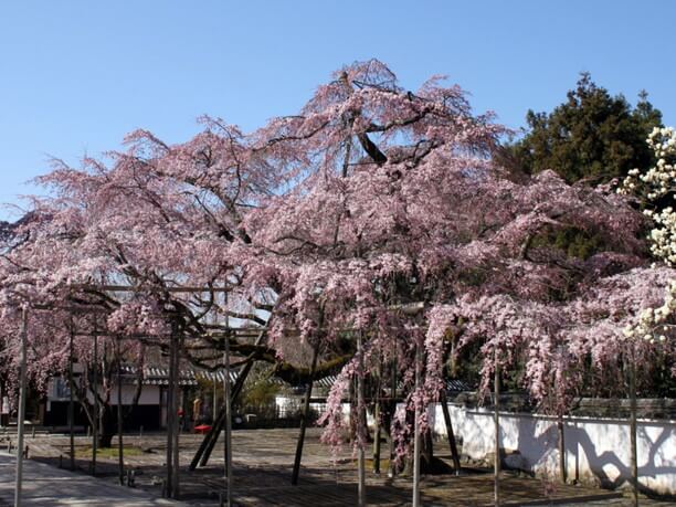 醍醐寺全景