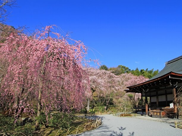 みごとな桜