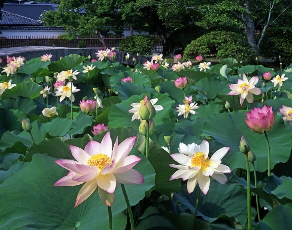 ハスの花