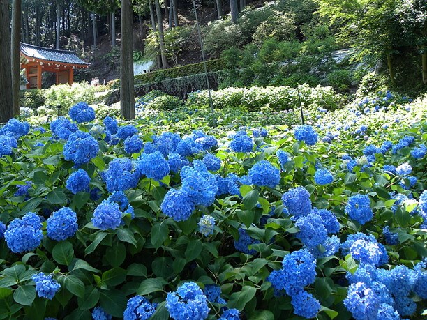 京都で一番の紫陽花の名所 雨の京都を彩る花の寺三室戸寺 J Trip Smart Magazine 関西