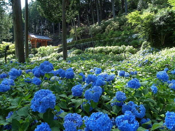 一万株以上の花