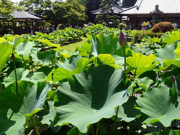 ハスの花