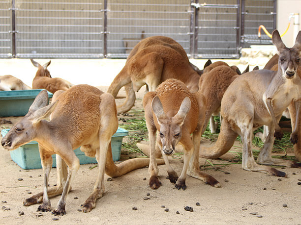 カンガルー