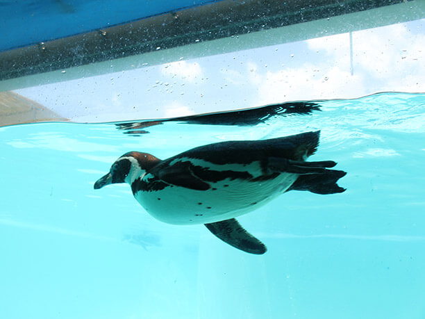 館内水の中から見たペンギン