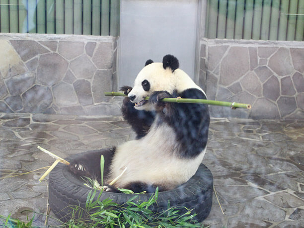 食事中のパンダ