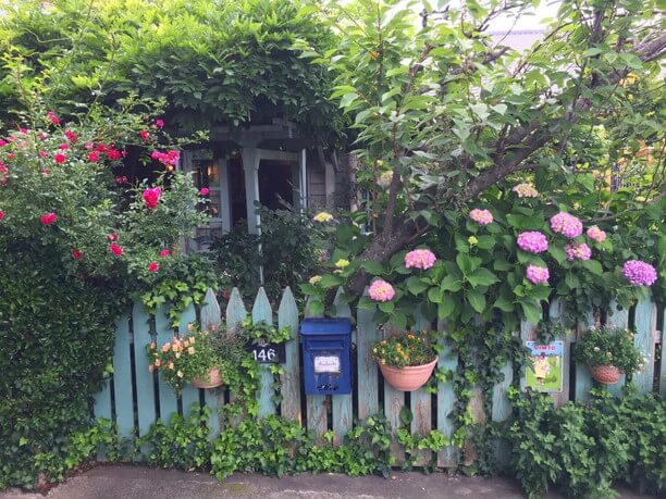 イングリッシュローズや紫陽花