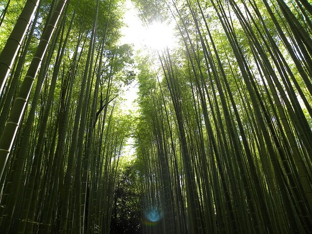 竹林の小径