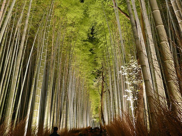 イベント中の夜の竹林